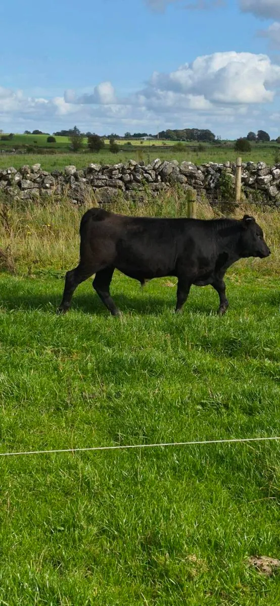 AAX HEIFER WITH AAX BULL CALF - Image 3