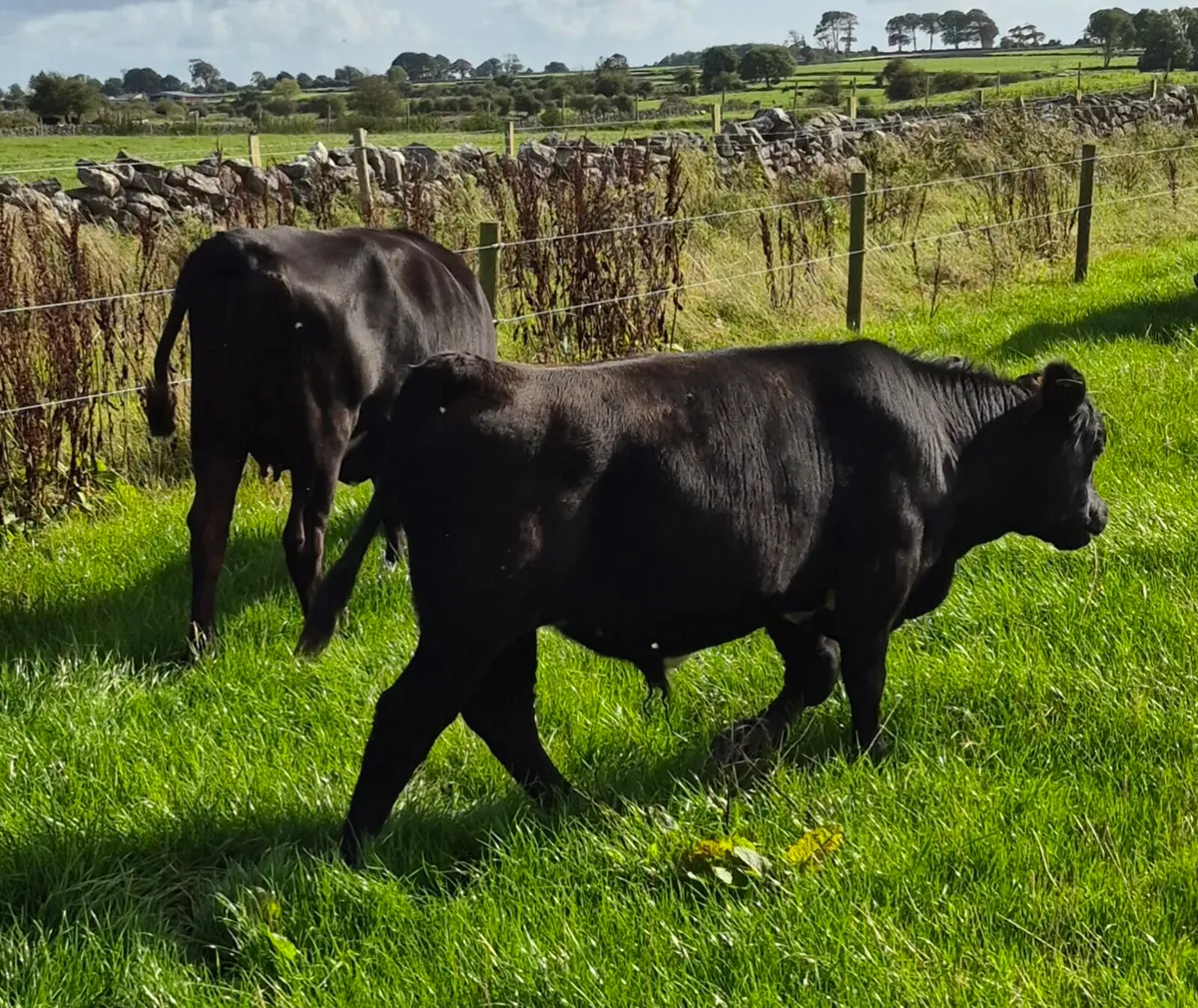 AAX HEIFER WITH AAX BULL CALF - Image 4