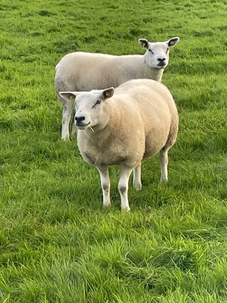 Top quality Texel hoggets - Image 2