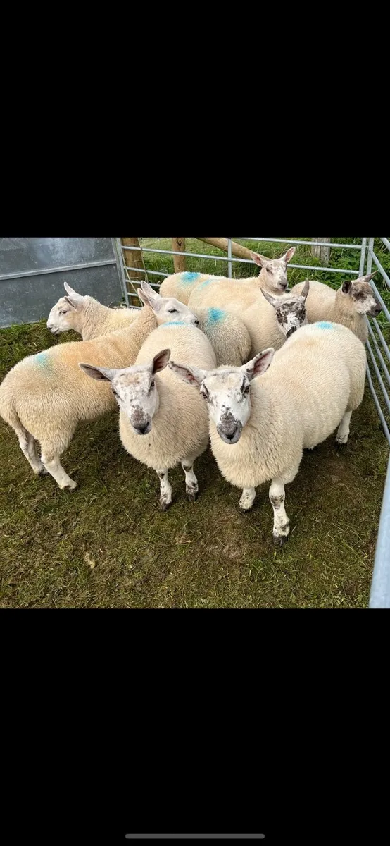 🔥North Country cross Ewe lambs🔥 - Image 1