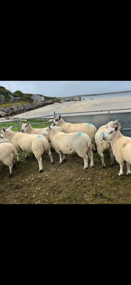 🔥North Country cross Ewe lambs🔥 - Image 2