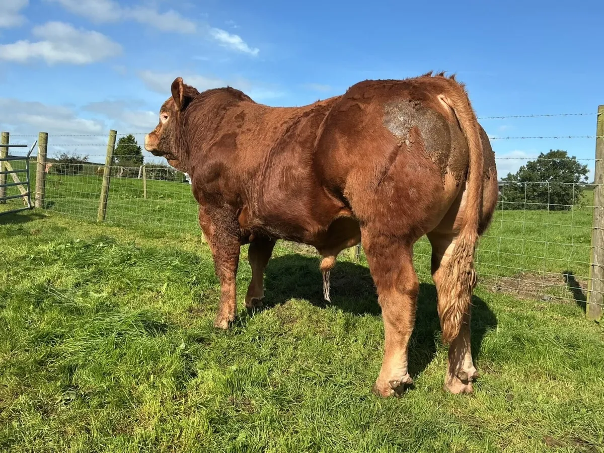 Super Limousin Bulls - Image 2