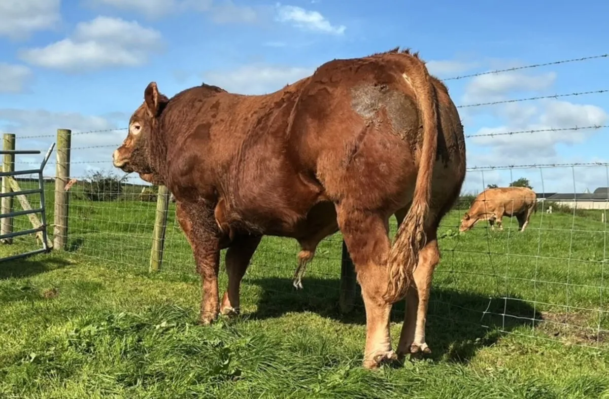 Super Limousin Bulls - Image 3