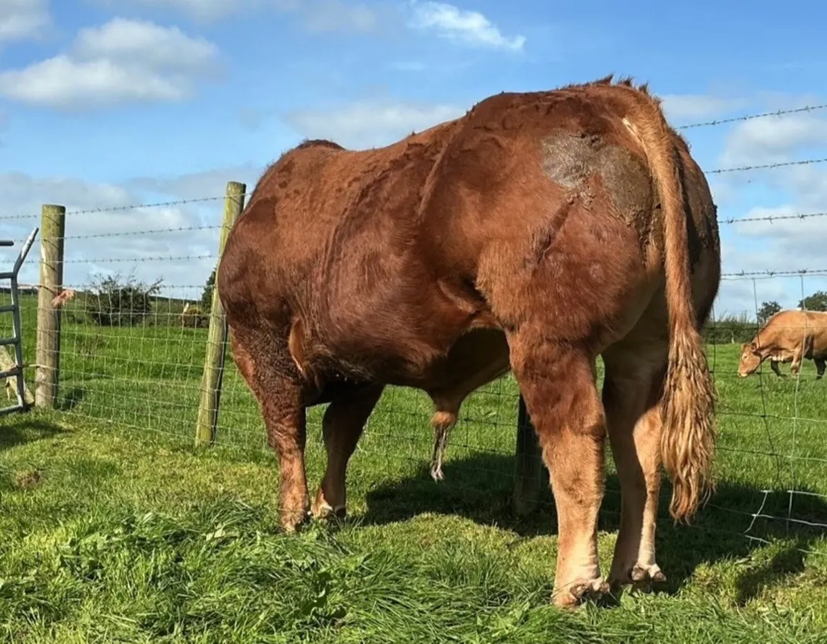 Super Limousin Bulls - Image 4