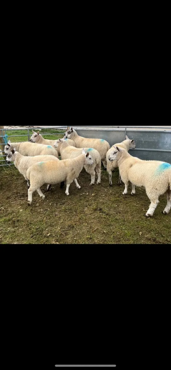 🔥North Country cross Ewe lambs🔥 - Image 3
