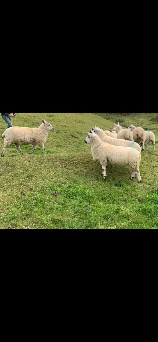 🔥North Country cross Ewe lambs🔥 - Image 4