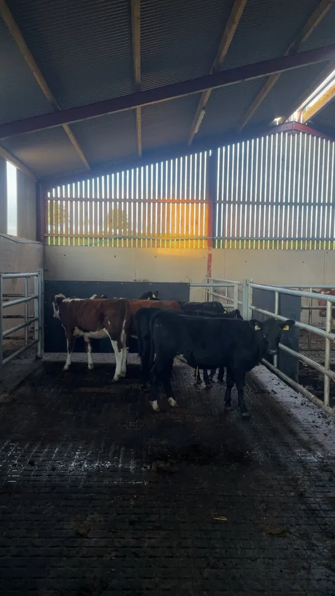 5 heifer calves - Image 1