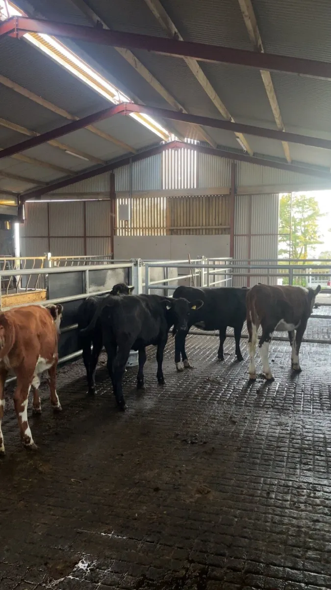5 heifer calves - Image 2