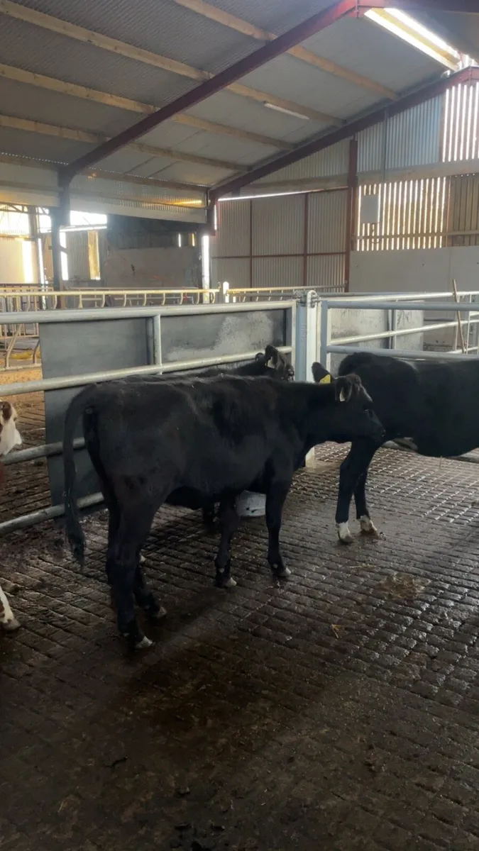 5 heifer calves - Image 3