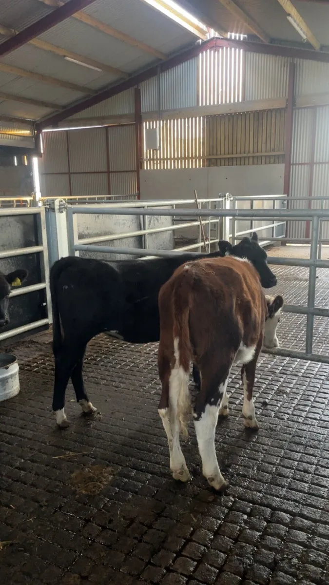 5 heifer calves - Image 4