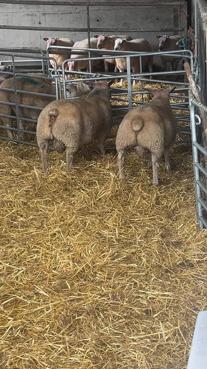 Rams