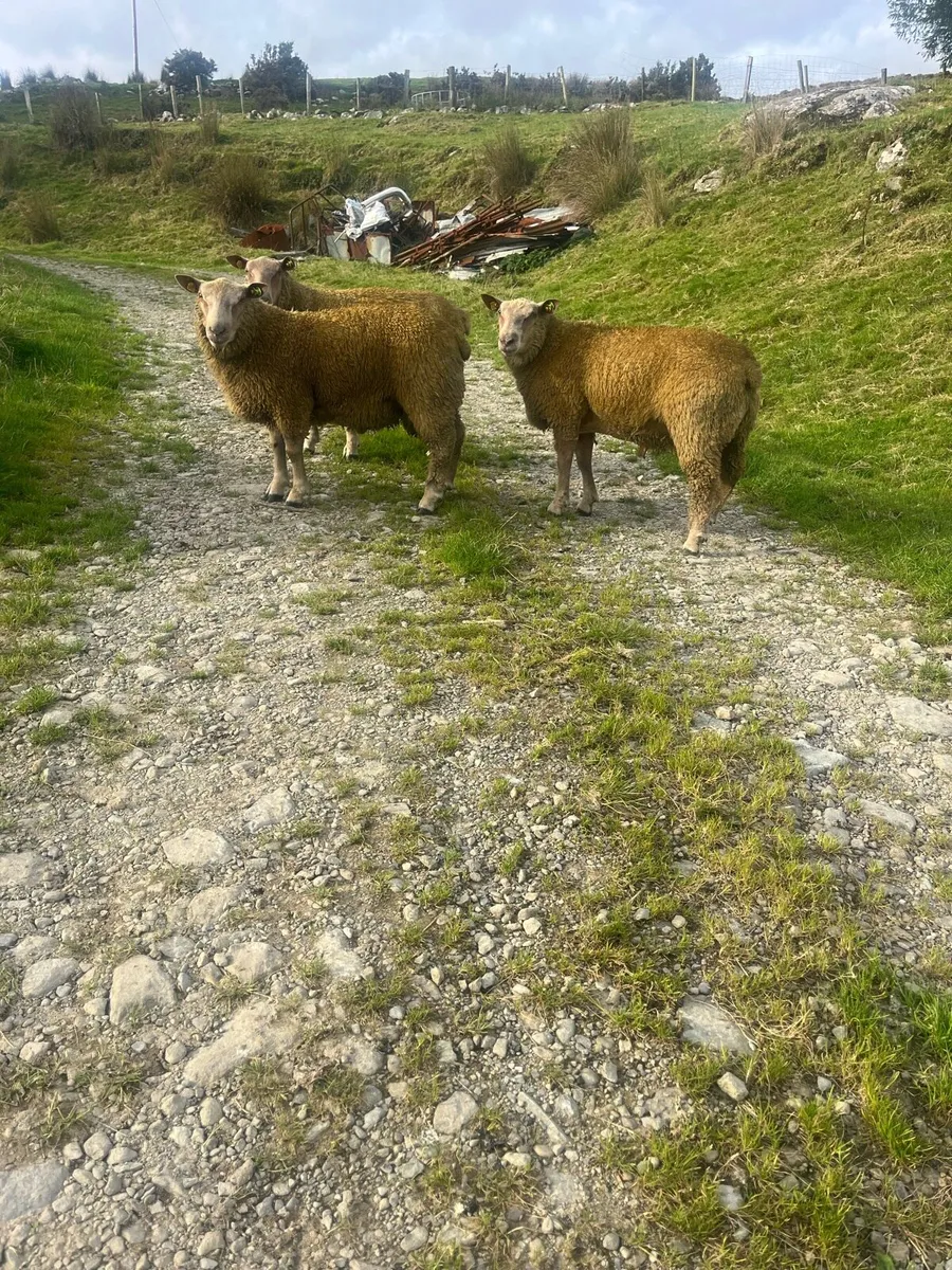 SIS Charollais ram lambs - Image 2