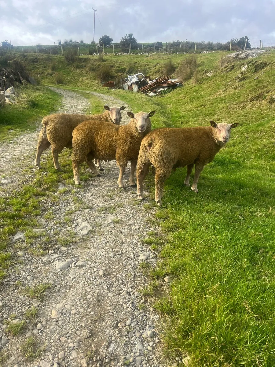 SIS Charollais ram lambs - Image 1