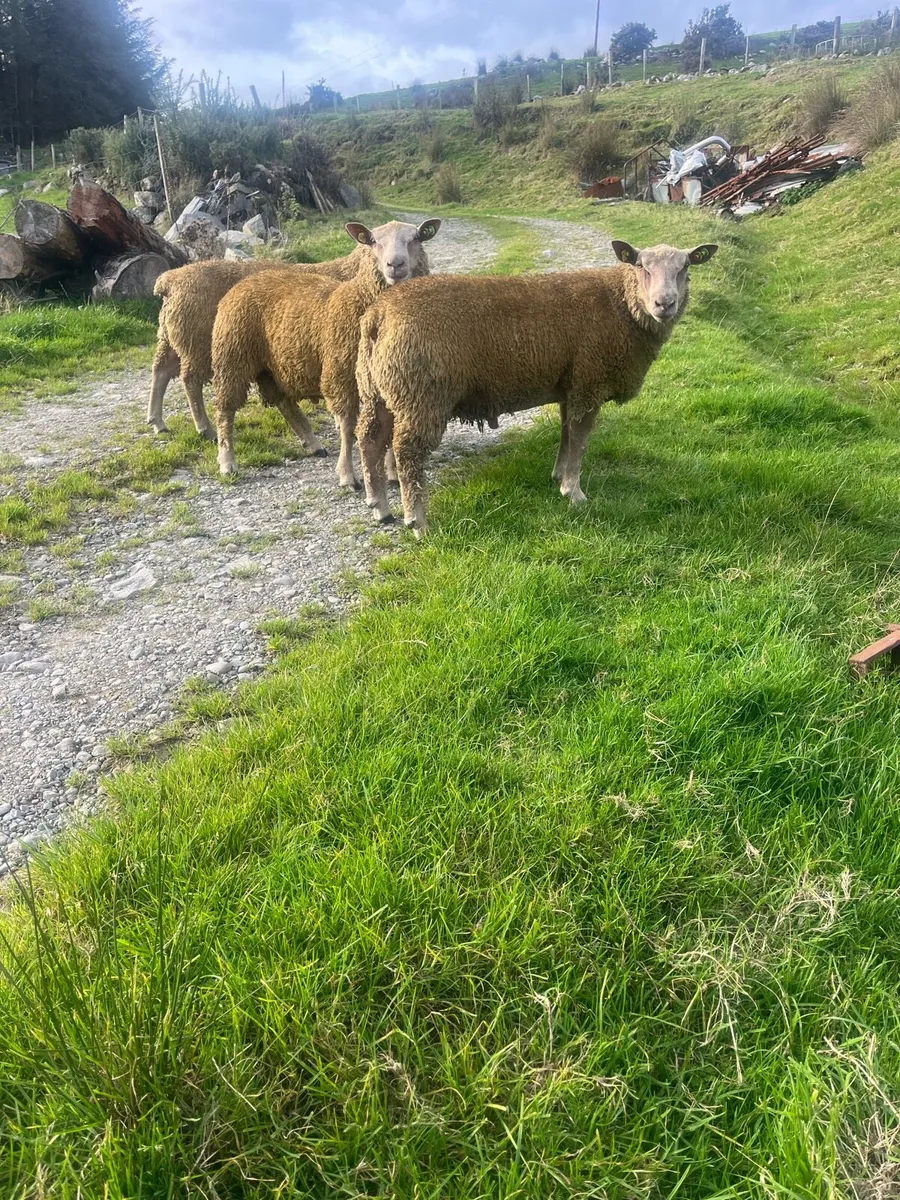 SIS Charollais ram lambs - Image 3