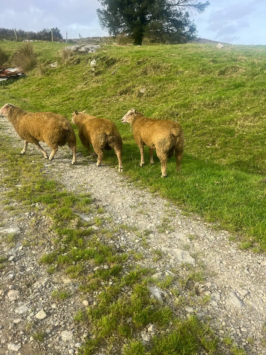 SIS Charollais ram lambs - Image 4