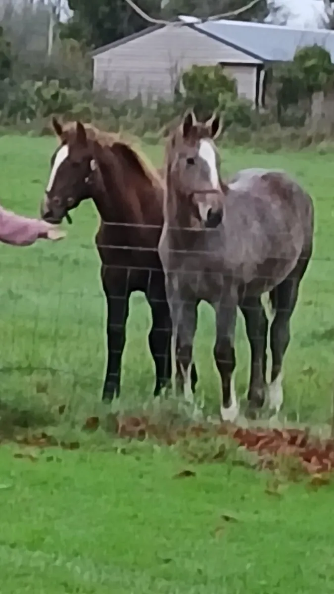Irish Draught Fillies - Image 1