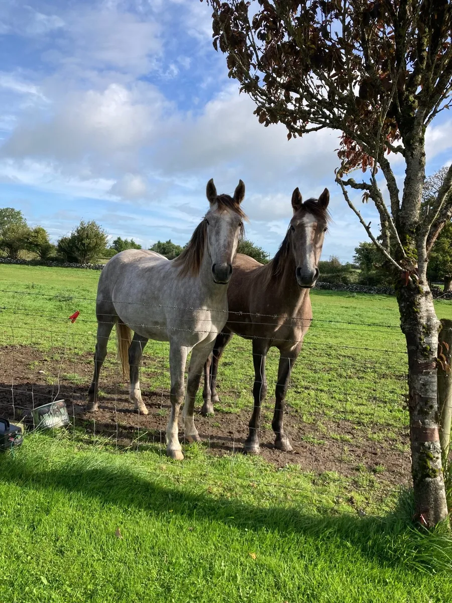 Irish Draught Fillies - Image 2
