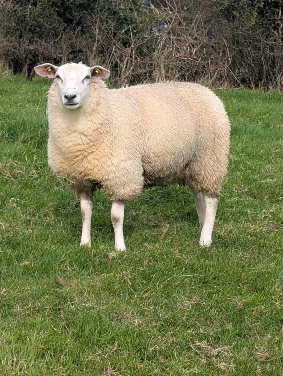 Belclare ewes lambs - Image 2