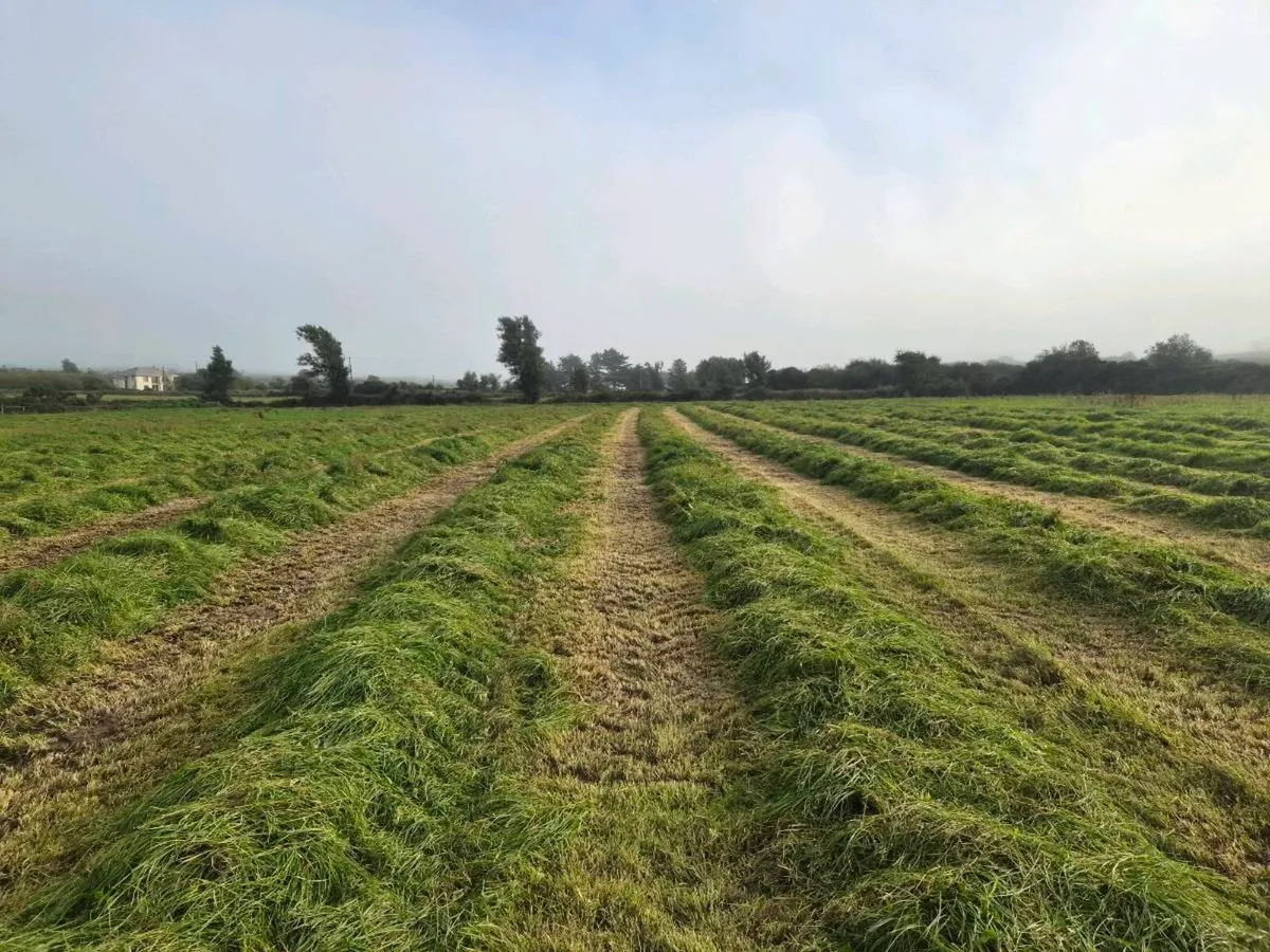 Silage - Image 1
