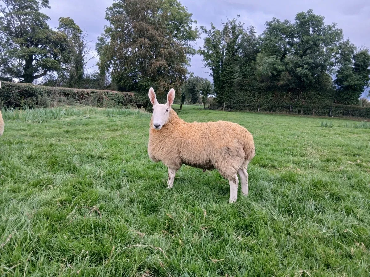 Border Leicester Ram lambs - Image 1