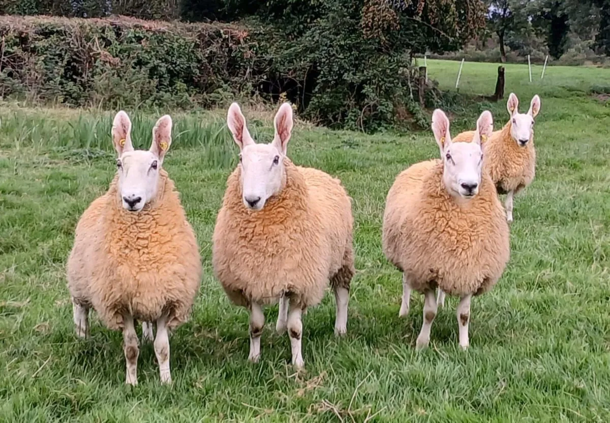 Border Leicester Ram lambs - Image 2