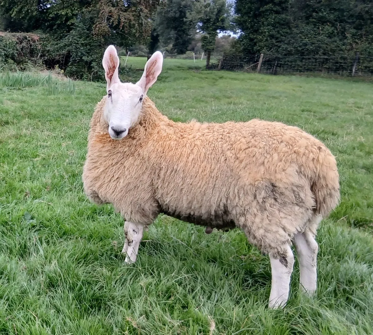 Border Leicester Ram lambs - Image 3