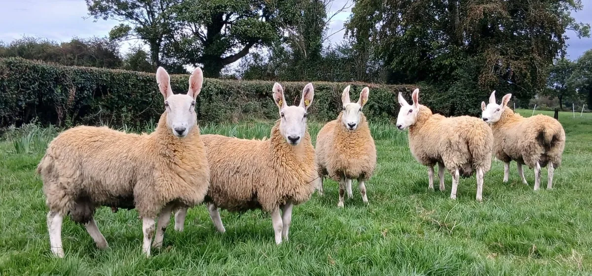 Border Leicester Ram lambs - Image 4