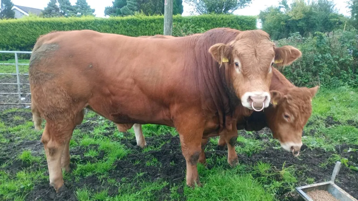 Pedigree Limousin Bulls - Image 1