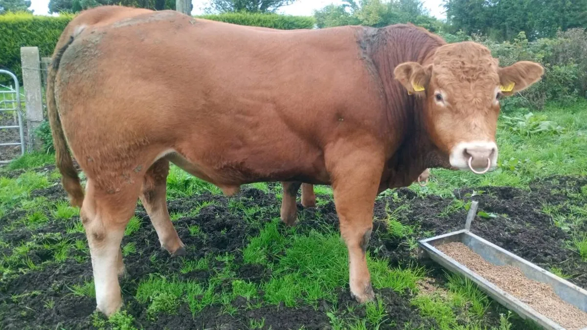 Pedigree Limousin Bulls - Image 2