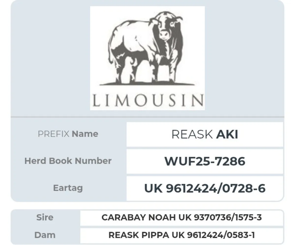 Pedigree Limousin Bulls - Image 3