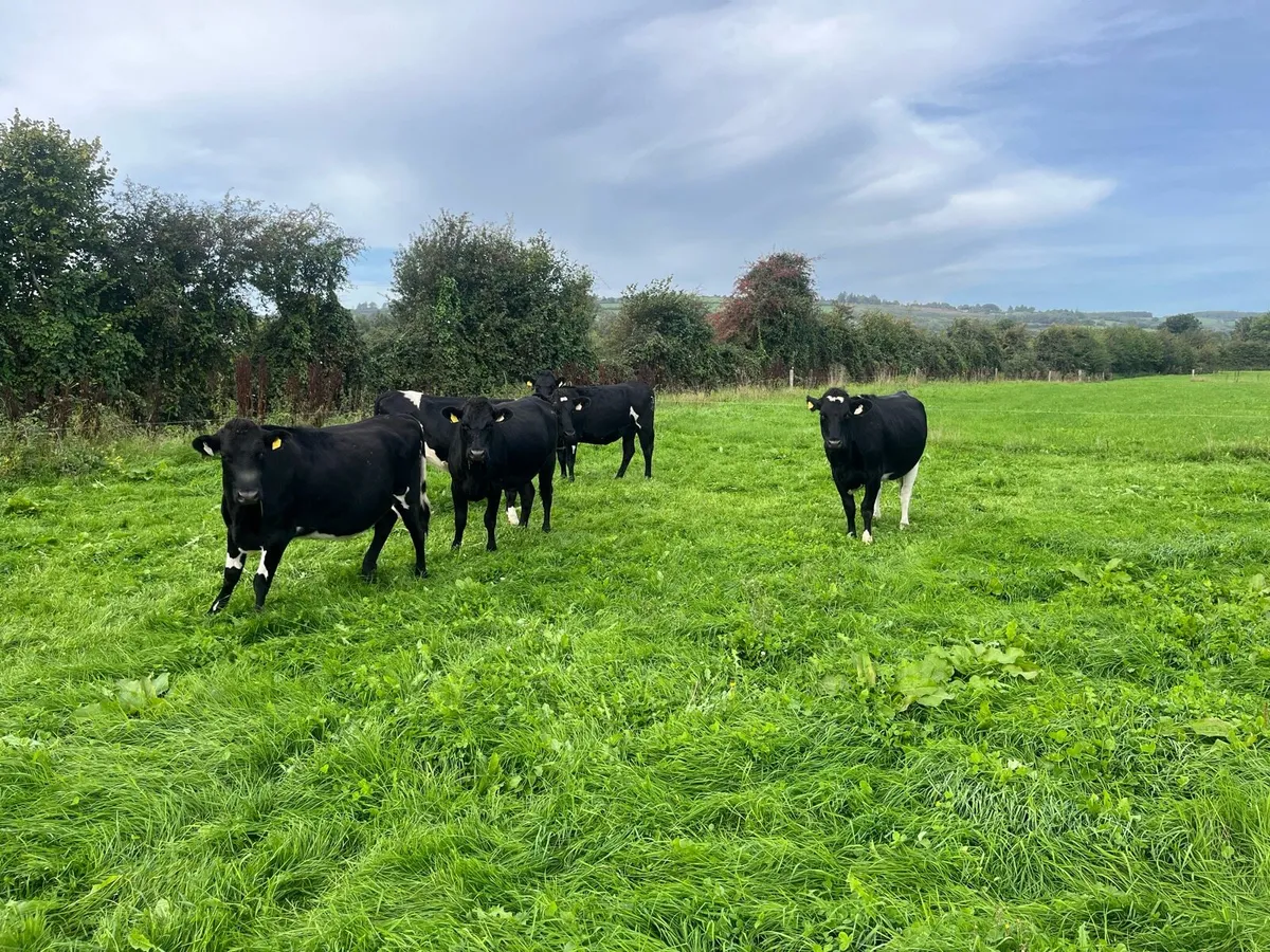 Crossbred incalf heifers - Image 4