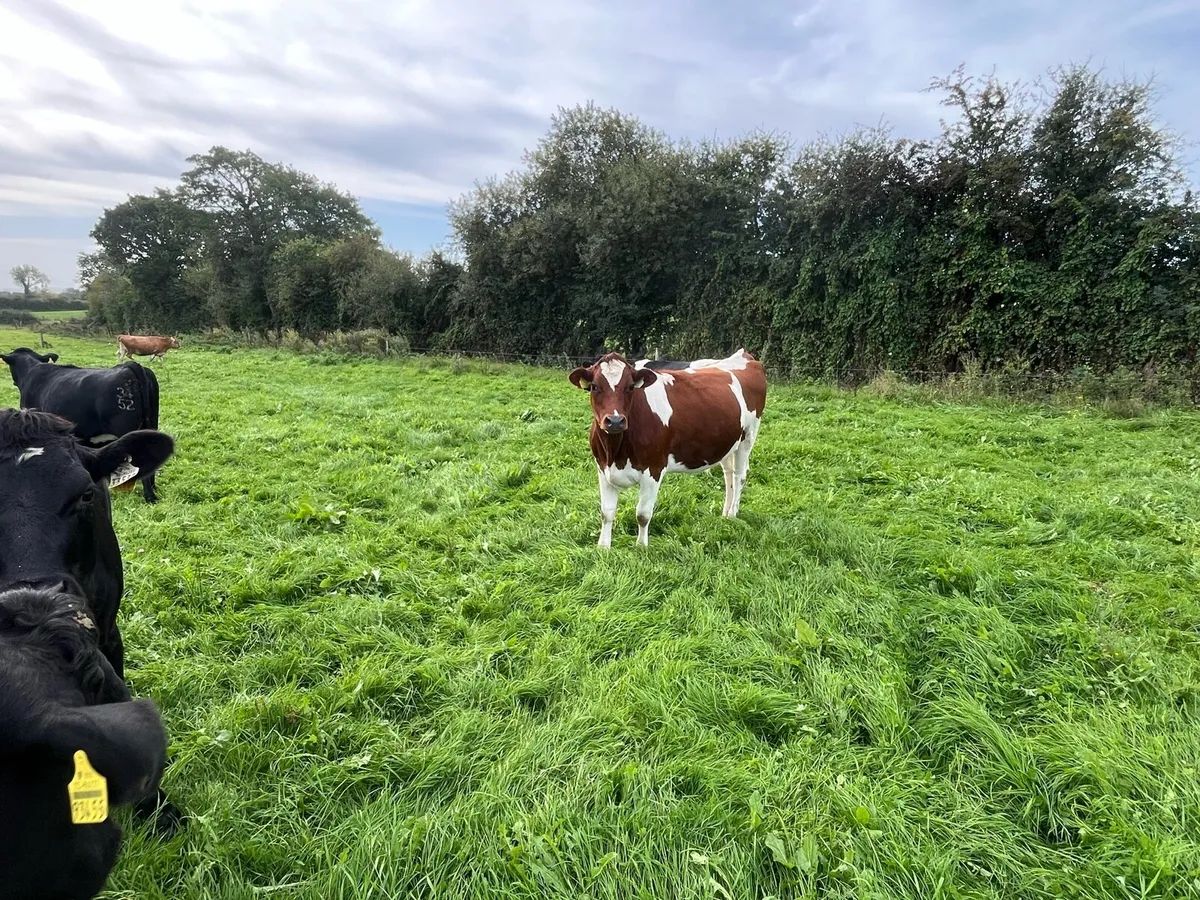 Crossbred incalf heifers - Image 1