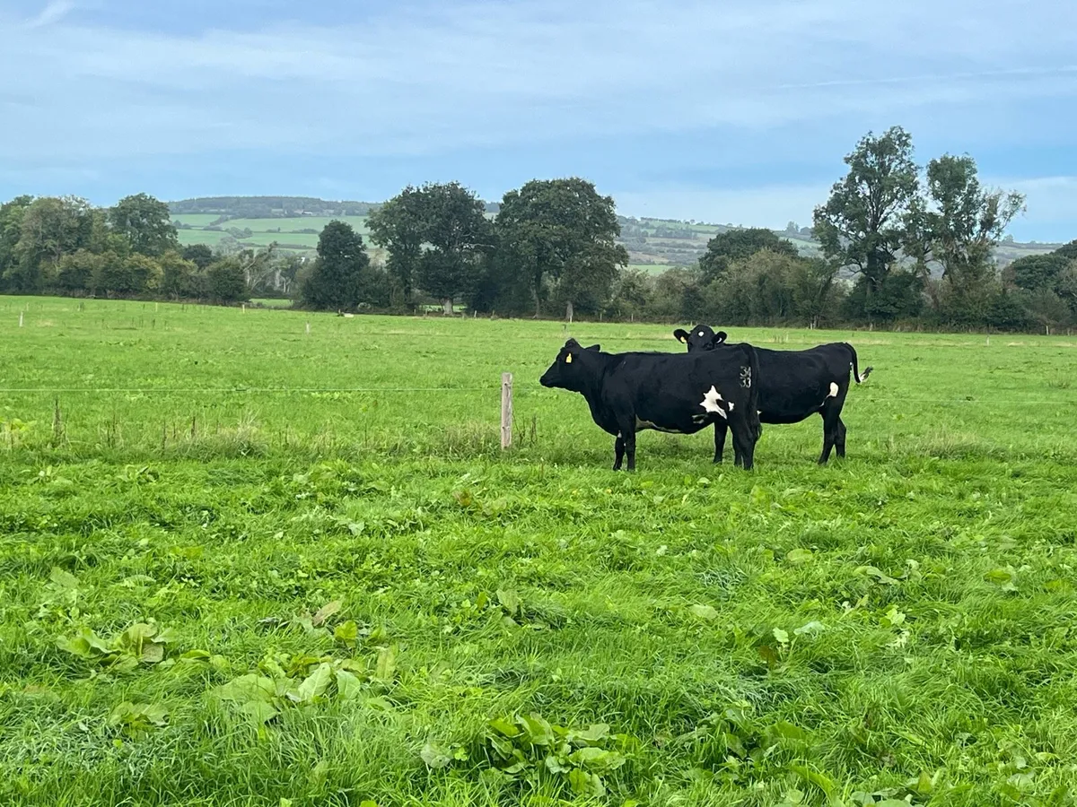 Crossbred incalf heifers - Image 2