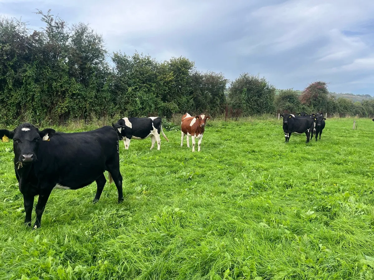 Crossbred incalf heifers - Image 3