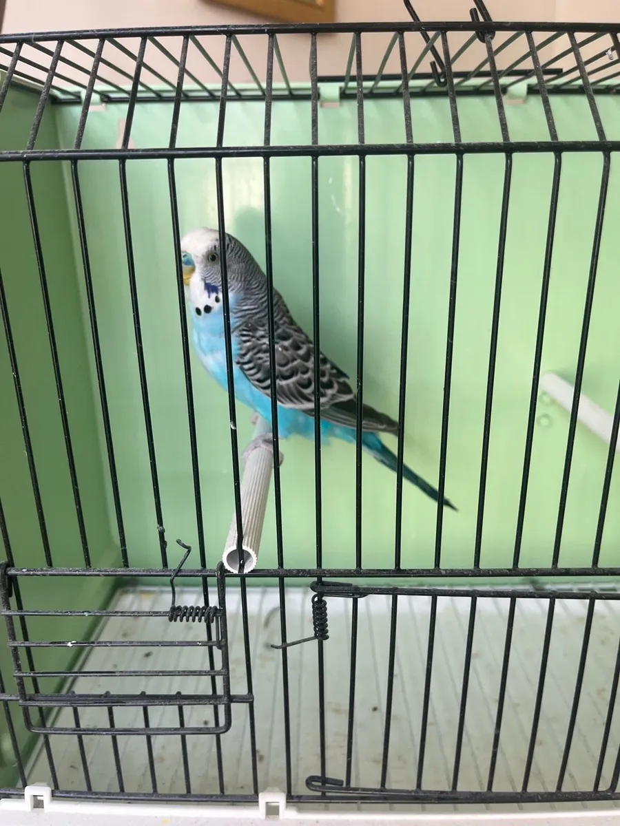 Budgies - Image 1