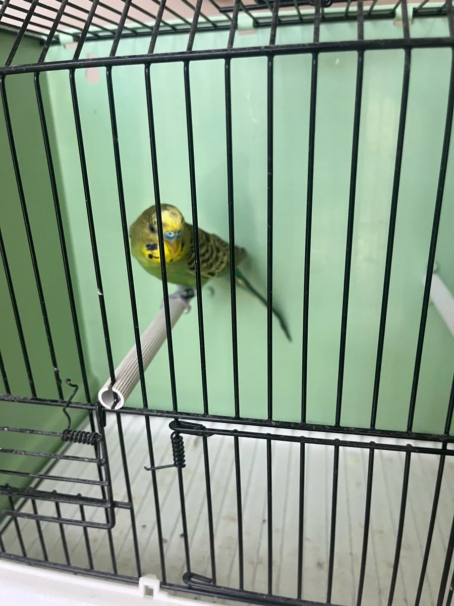 Budgies - Image 3