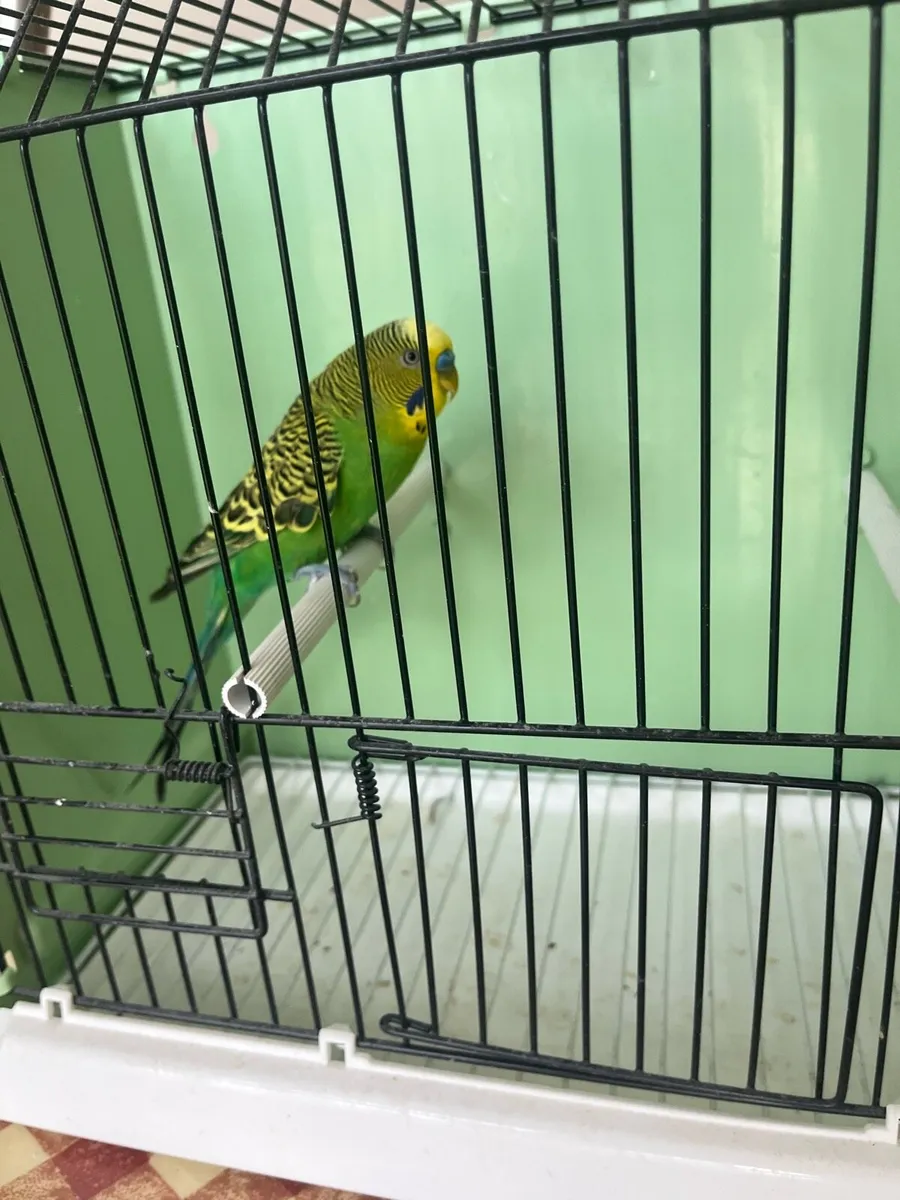 Budgies - Image 2
