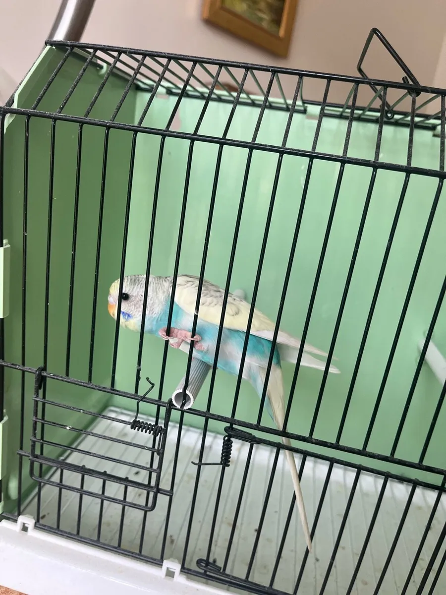 Budgies - Image 3