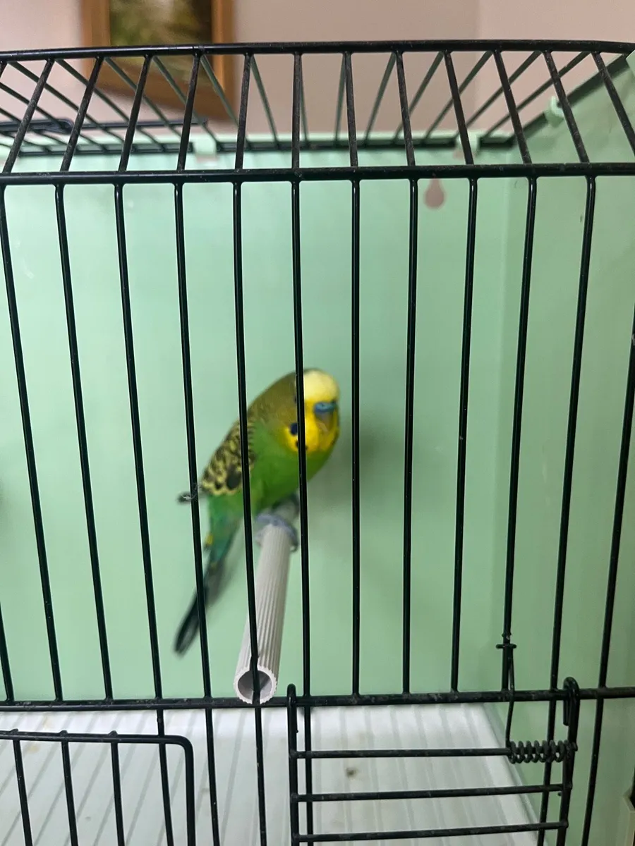 Budgies - Image 4