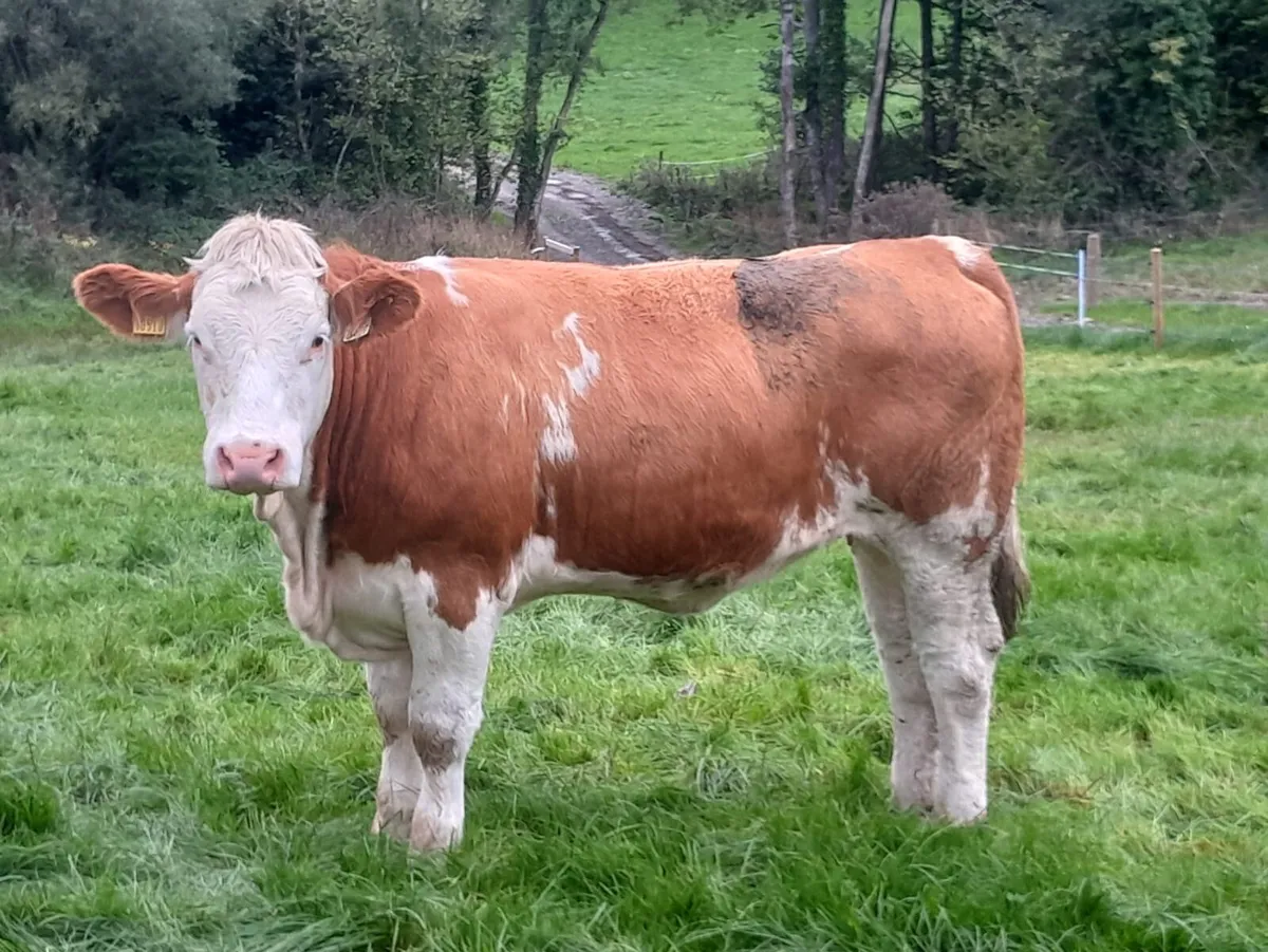 PBR Simmental Heifers - Image 1
