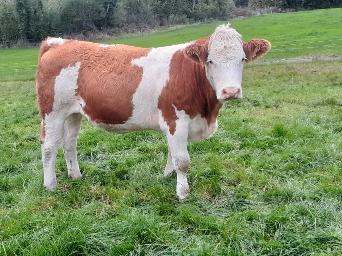 PBR Simmental Heifers - Image 2