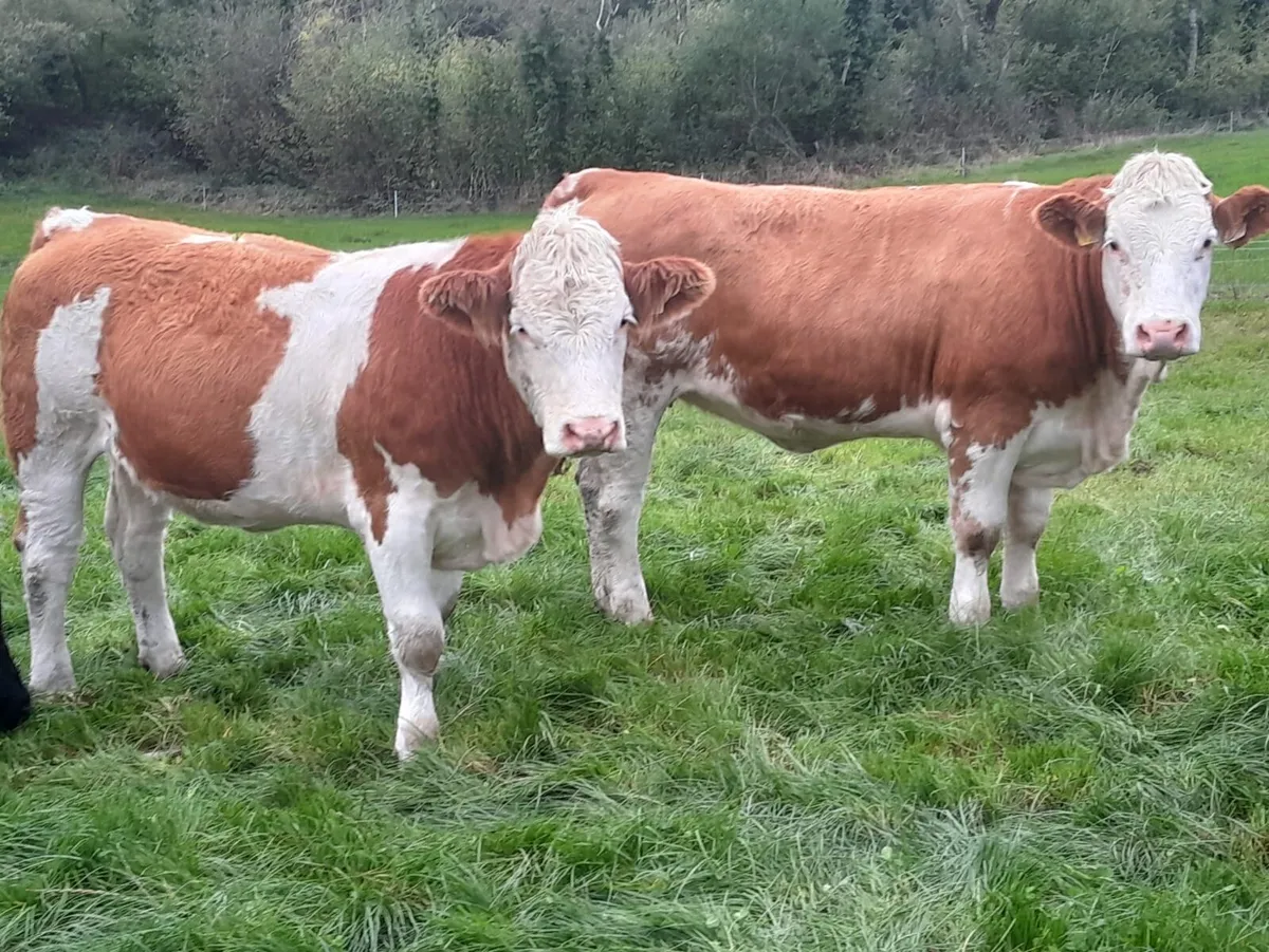 PBR Simmental Heifers - Image 3
