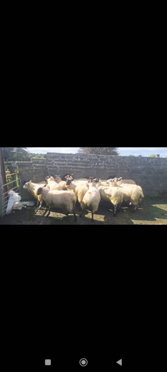 Organic Weather and Ewe lambs - Image 4