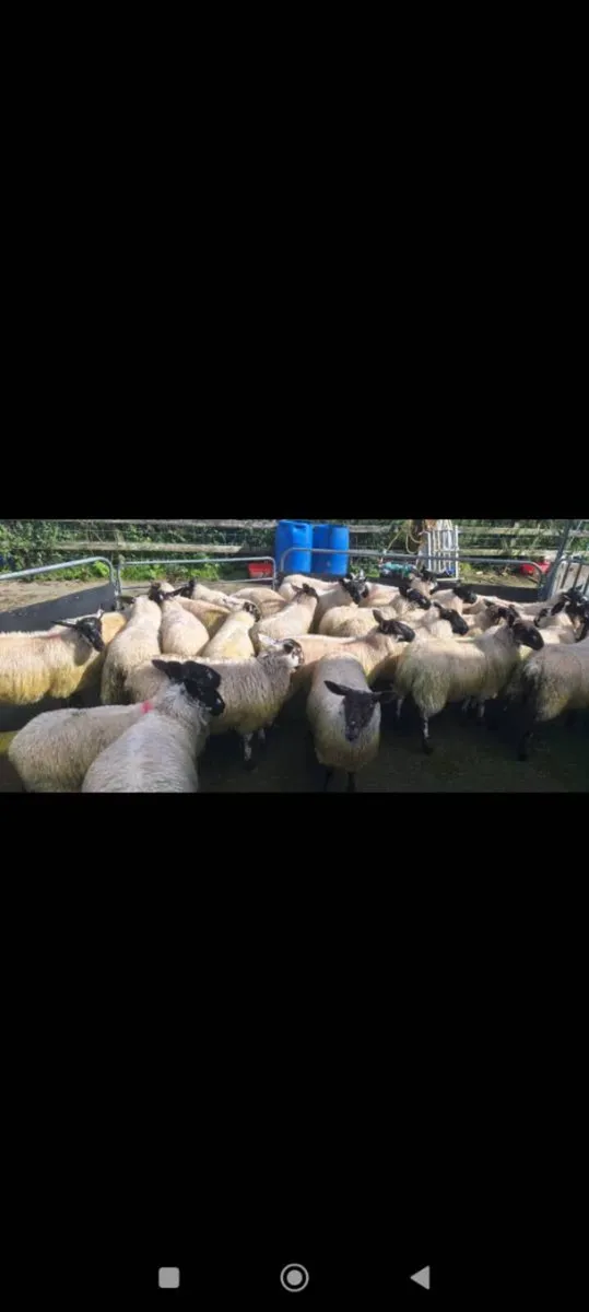 Organic Weather and Ewe lambs - Image 1
