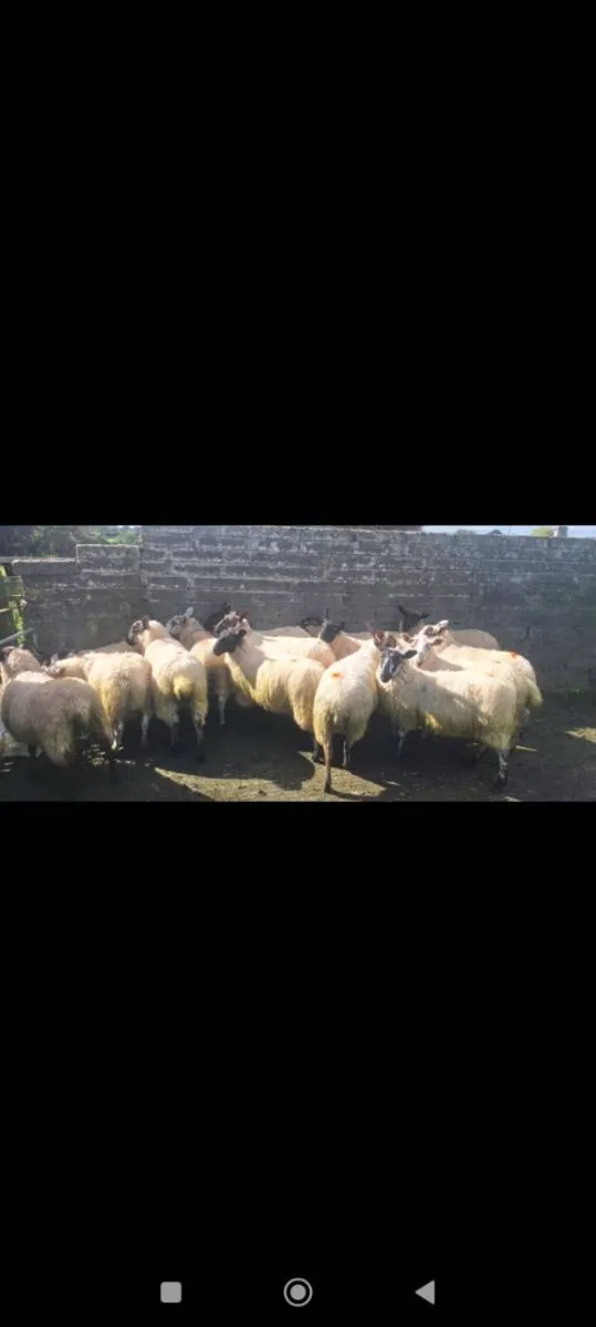 Organic Weather and Ewe lambs - Image 2