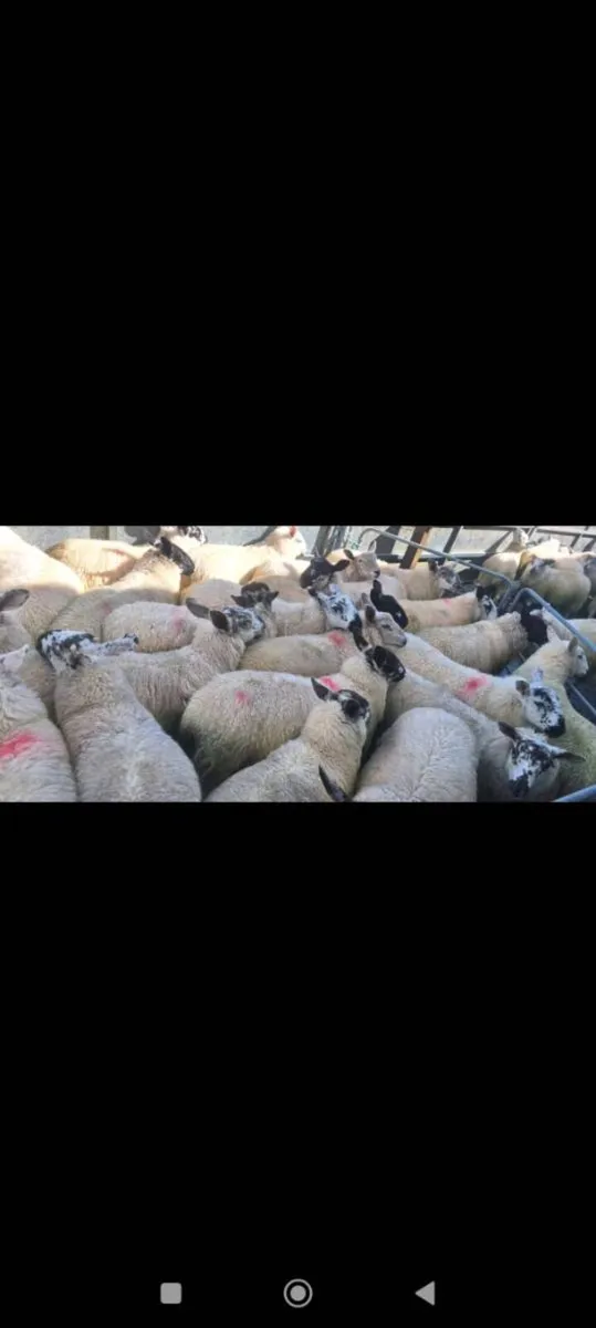 Organic Weather and Ewe lambs - Image 3