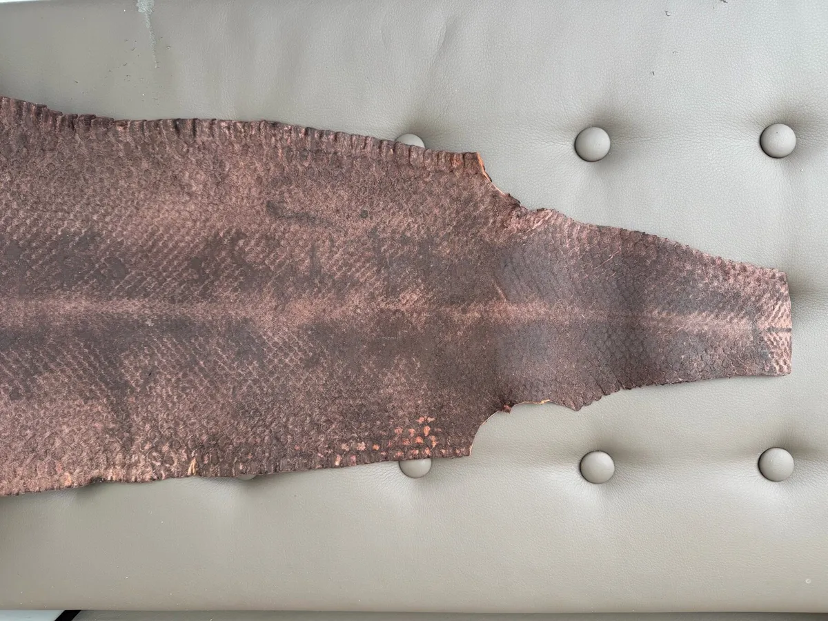 snake skin - Image 2