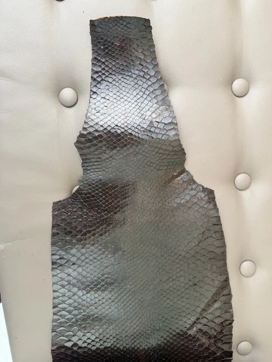 snake skin - Image 3