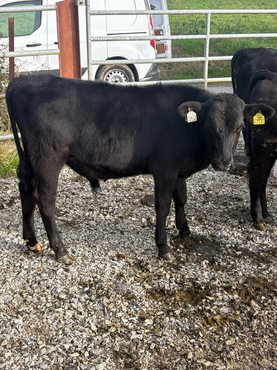 Angus and Hereford bull runners - Image 1