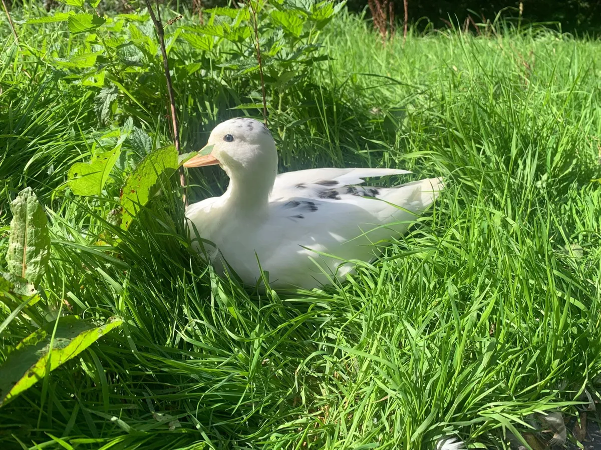Call ducks - Image 1